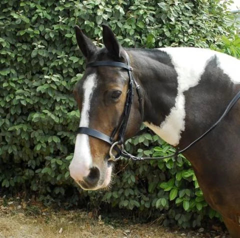 Windsor Hunter Bridle & Reins