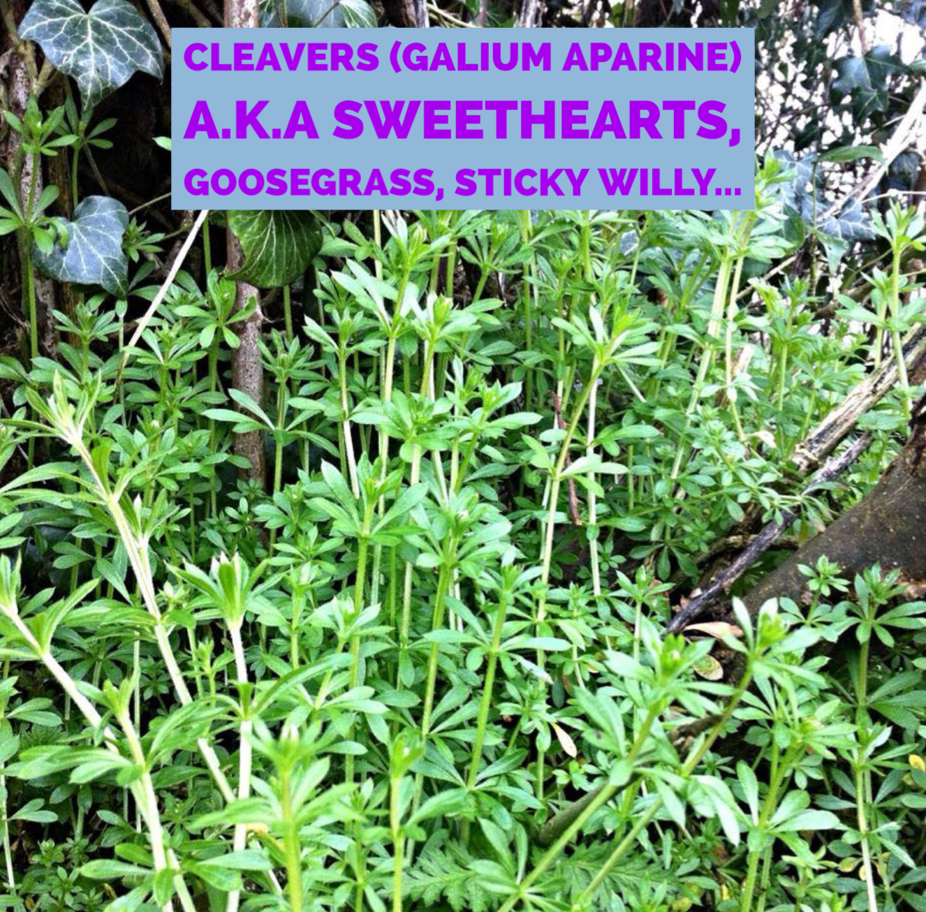 Hilton Herbs - Cleavers & Marigold