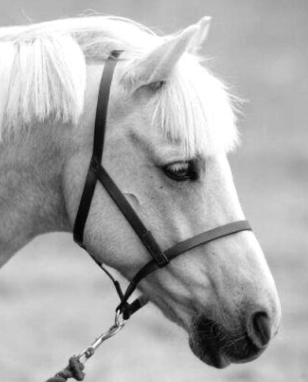 Zilco Under Halter