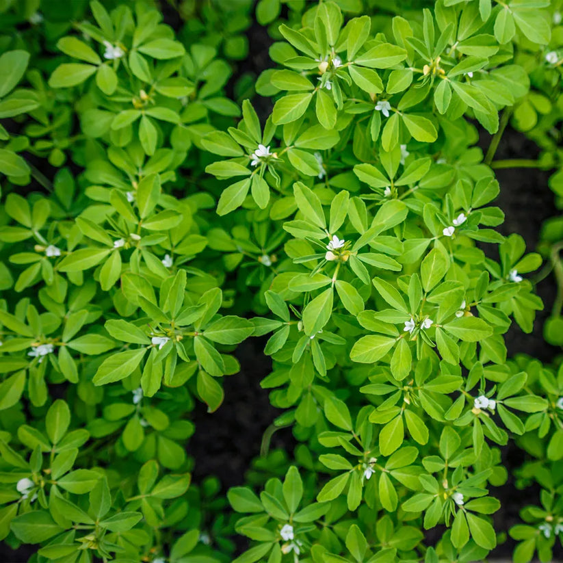 Horse Straights Direct - Fenugreek Seeds