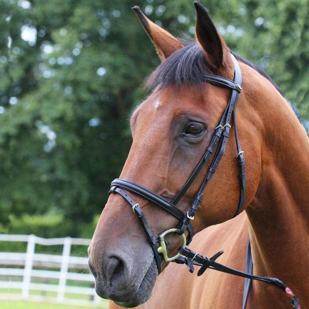 Gallop Leather Padded Bridle & RR Reins