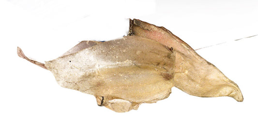 Hollings- Cow Ears