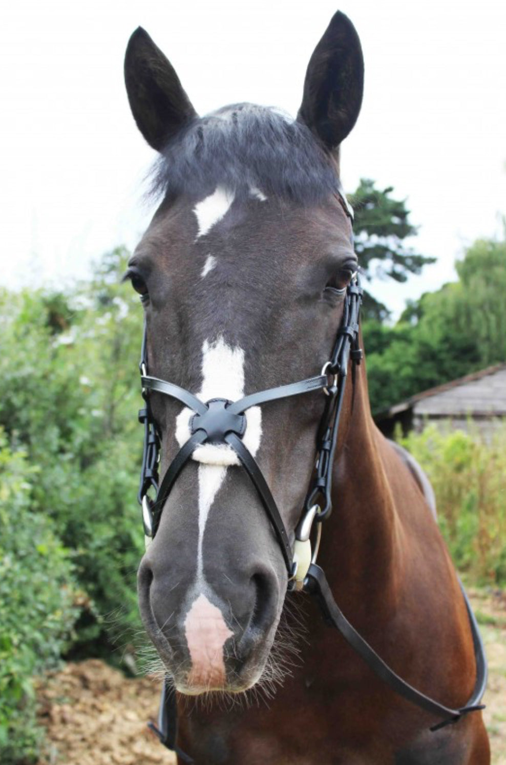 Sheldon Classic Grackle Bridle & Reins