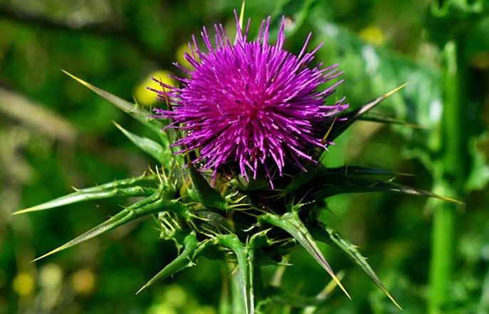Dodson & Horrell - Milk Thistle