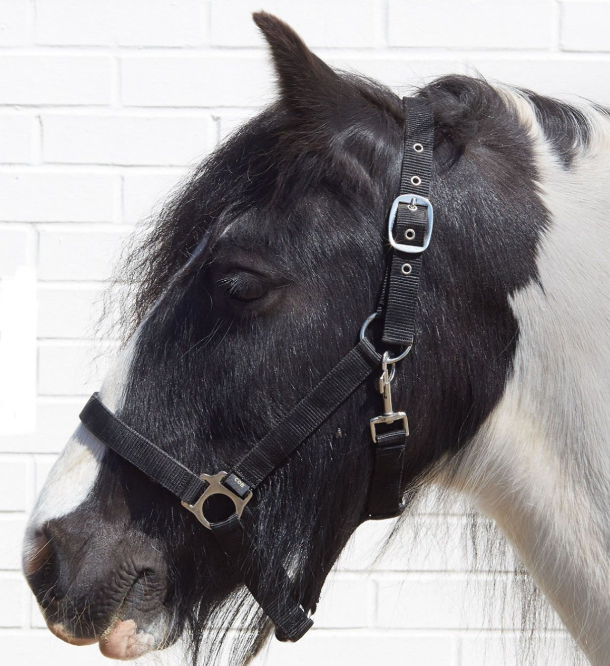 Bitz - Economy Headcollar
