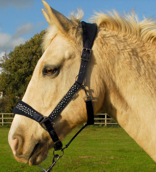Rhinegold - Star Spangled Padded Headcollar