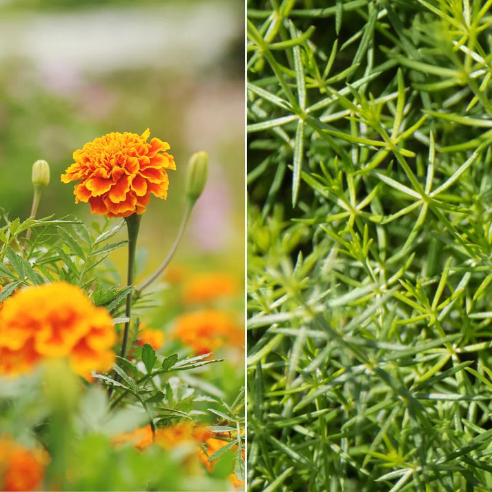 Horse Straights Direct - Marigold & Cleavers