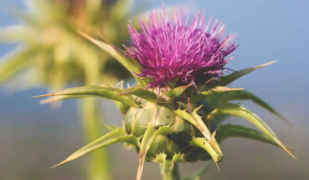 Equimins Straight Herbs - Milk Thistle Seed Powder